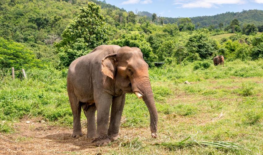 Wild Park Safari Home Stay Udawalawe Kültér fotó