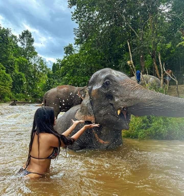 Wild Park Safari Home Stay Udawalawe Kültér fotó