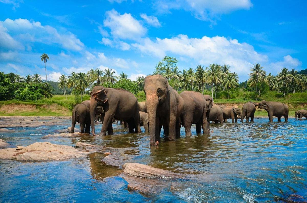 Wild Park Safari Home Stay Udawalawe Kültér fotó